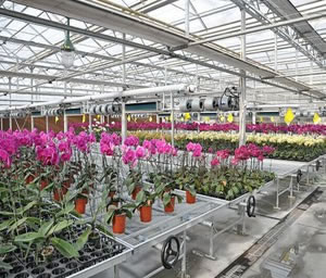 養(yǎng)花網(wǎng) 養(yǎng)花網(wǎng)